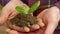 The concept of planting green plants, tree seedling in the hand of the farmer