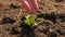 The concept of protecting life on earth. farmer`s hand watering small potato sprouts on fertile soil. slow motion