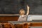 Concept of public primary school education with young boy raising his hand in the classroom
