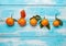 The concept of racial difference and tolerance. One persimmon and several tangerines lie in a row on a blue wooden table. Copy