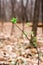 The concept of rebirth and thirst for life. Lonely branch with blossoming leaves on the background of a lifeless forest.