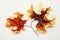 The concept of Rorschach test plus botanical art. Autumn Harvest idea