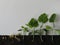 The concept of seed germination from sunflower seeds to pumpkin or zucchini sprouts on a white wooden background with earth.A