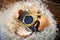 Concept small compact photo camera as baby in nest