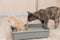 The concept is a small kitten and ingedish it to the tray. The cat watches the little kitten as the kitten goes to the toilet,