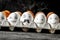 Concept social networks communication and emotions - eggs wink