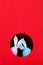 The concept of spring, happy Easter, eared pink and blue rabbit handmade, peek out of the hole on a red background. Copy space
