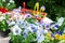 Concept Spring planting on the garden, harmony and beauty. Flowers pansies, marigolds and petunias in pots, seedlings and garden