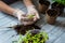 The concept of spring planting seedlings. Hands of a woman gardener transplanting tomatoes in eco pots on a blue wooden background