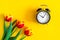 Concept of spring time. Give women bouquets of flowers. Red tulips on yellow background near clock. Fresh flatley layout