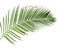 Concept summer with green palm leaf from tropical . frond floral