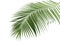 Concept summer with green palm leaf from tropical . frond floral