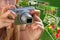 Concept of taking nature photos by digital camera