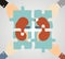 The concept of treating kidney. kidney composed of puzzle pieces
