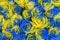 Concept ukrainian blue and yellow roses top view. Fancy yellow and blue roses. Fantastic flowers. Blue and yellow flowers of roses