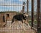 Concept of unnecessary abandoned animals. Kennel of northern sled dogs Alaskan husky in summer. Mongrel in aviary behind fence of