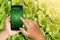 The concept of using a smartphone to buy organic vegetables online through modern applications.