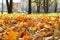 The concept of warm autumn days. Yellow maple leaves on the ground in the park close-up, lying among the trees