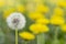 Concept white dandelion among yellow stand out old age  youth