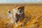 Concept Wildlife Photography, Animal Sprint of Grace Cheetah in Motion on a Sunny Savannah