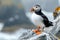 Concept Wildlife Photography, Birdwatching, Nature Poised Puffin Grace of the Atlantic