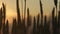 The concept of the world food crisis. Silhouettes of ears of wheat at sunset. Grain embargo and port blocking. War