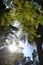 Conception garden, jardin la concepcion in Malaga, Spain, trees and sky view from park, botanical garden