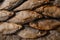 Conceptual flat background of dried fish. vobla