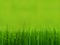 Conceptual green 3d grass field or lawn on green background