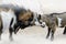 Conceptual image of the confrontation, two young and old goats a