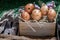 A conceptual image of Group of eggs with various emotions