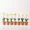 Conceptual Minimalism: Six Flower Pots Full Of Daisies On White Background
