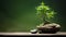 Conceptual Simplicity: Bamboo Bonsai Tree With Stones - Hd Desktop Wallpaper