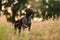 Concetrated brown dog standing among the gold spikelets