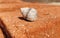 Conch animal shell or sea shell on red brick blurred background