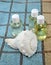 Conch sea and natural oils on bath towel