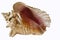 Conch Shell