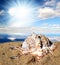 Conch shell on beach