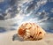 Conch shell on beach