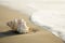 Conch shell on beach