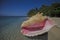 Conch shell on a beach, Roatan, Honduras