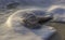 Conch shell on beach at sunrise