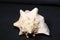 Conch shell on black background -