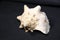 Conch shell on black background - close up