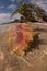Conch Shell in Caribbean Sea