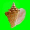 Conch Shell on Chroma Key Green 1