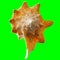 Conch Shell on Chroma Key Green Background 3