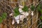 Conch shell held by a fishing net to a rustic wooden fence with vines growing over it - shallow focus