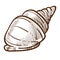 Conch or shell isolated sketch, spiral shellfish, underwater clam