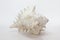 Conch shell, marine sea shell